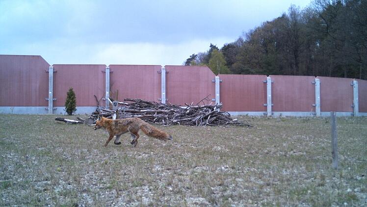 Schnappschuss der automatischen Wildkameras, die der Sachbereich Landschaftsplanung der Autobahndirektion Nordbayern, Dienststelle Würzburg, zur Verfügung gestellt hat.