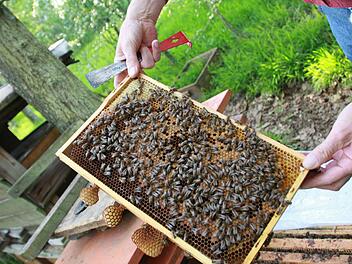 Erhard Bieber hat die Hälfte seiner Bienen im Winter verloren. Er will seine Völker wieder aufbauen: "Man darf den Mut nicht verlieren." Foto: Carmen Schmitt