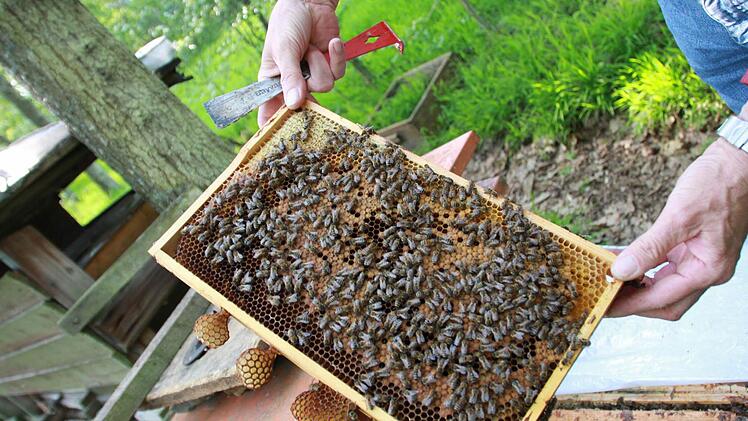 Erhard Bieber hat die Hälfte seiner Bienen im Winter verloren. Er will seine Völker wieder aufbauen: "Man darf den Mut nicht verlieren." Foto: Carmen Schmitt
