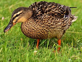 m Landkreis Kronach haben Enten am Donnerstagnachmittag einen Verkehrsunfall verursacht. Symbolbild: Alexas_Fotos/pixabay