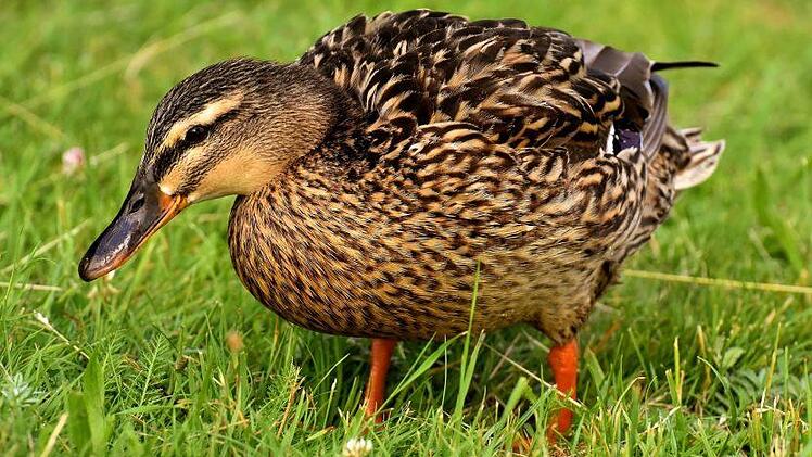 m Landkreis Kronach haben Enten am Donnerstagnachmittag einen Verkehrsunfall verursacht. Symbolbild: Alexas_Fotos/pixabay