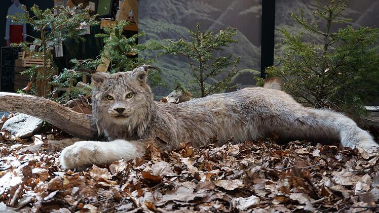 Der präparierte Luchs ist das Herzstück der Ausstellung, die bis 21. Mai täglich von 10 bis 17 Uhr im Haus der Langen Rhön in Oberelsbach zu sehen ist. Foto: Marion Eckert