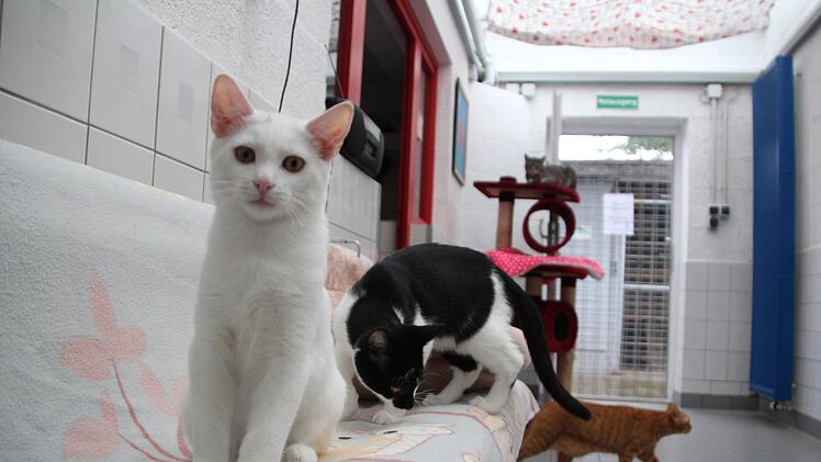 Die meisten Bewohner im Forchheimer Tierheim sind Katzen. Viele warten auf eine Vermittlung. Rudel