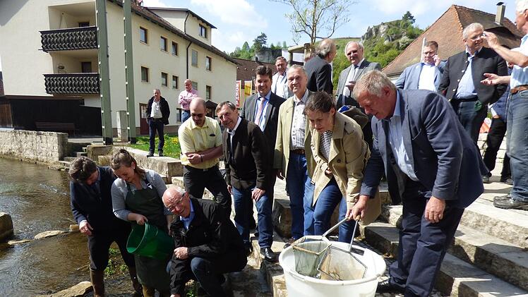Bezirkstagspräsident Günther Denzler (mit Käscher) setzt im Beisein von zahlreichen Bürgermeistern aus der Fränkischen Schweiz und Verbands- sowie Behördenvertretern einige der rund 5000 Bachforellensetzlinge in die Püttlach in Pottenstein ein. Foto: Thomas Weichert
