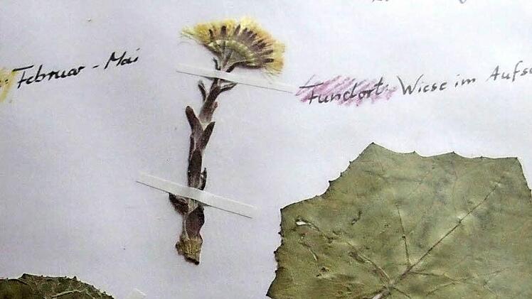 Ein Blick ins Herbarium von Kathrin Lunz (Huflattich).   Fotos: Josef Hofbauer/privat