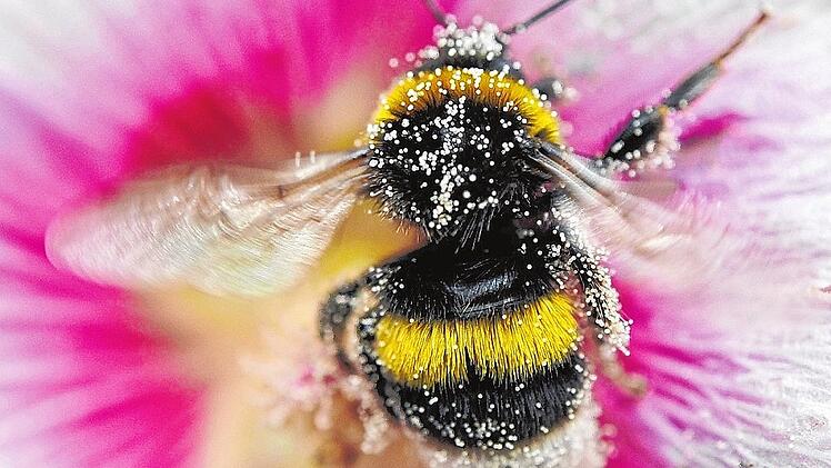 KINA - Hummeln tummeln sich nur im Sommer