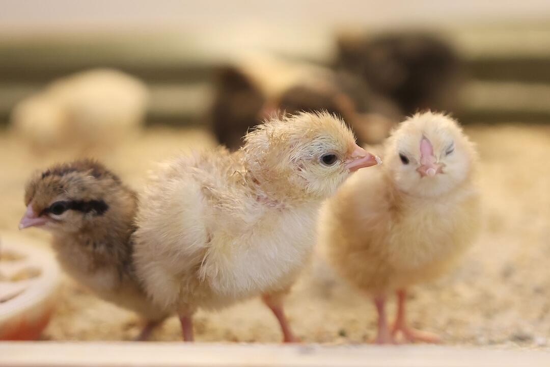 Osterk&uuml;ken schl&uuml;pfen im Klassenzimmer