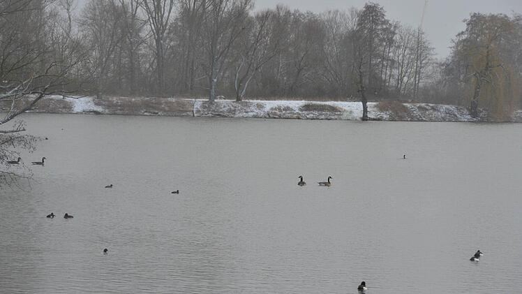 Nur in geringer Zahl ließen sich die Gänse am Baggersee bei Dörfleins blicken. Und weil sie auf Abstand hielten, war es auch gar nicht sicher, ob es überhaupt Gänse waren.