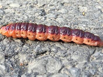 Diese prächtige Raupe ist vor wenigen Tagen am Weg Richtung Aschachquelle unterwegs gewesen. Das Tier war ungefähr acht Zentimeter lang, fingerdick und bewegte sich ziemlich schnell fort. Es handelt sich offenbar um die Raupe eines Weidenbohrers. Foto: Kathrin Kupka-Hahn