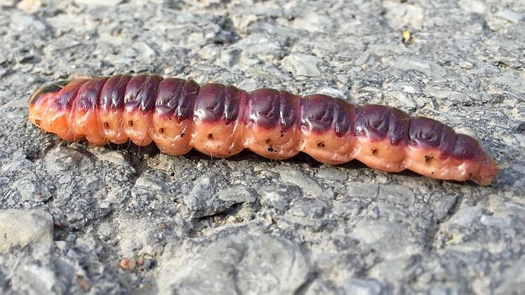Diese prächtige Raupe ist vor wenigen Tagen am Weg Richtung Aschachquelle unterwegs gewesen. Das Tier war ungefähr acht Zentimeter lang, fingerdick und bewegte sich ziemlich schnell fort. Es handelt sich offenbar um die Raupe eines Weidenbohrers. Foto: Kathrin Kupka-Hahn
