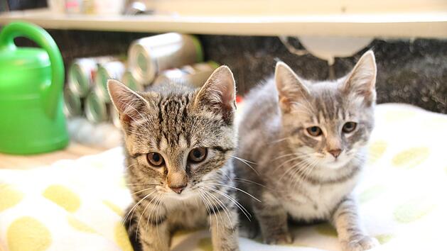 Eddi und Kalli gehören zu den zahmen Katzenkindern, die sich auf ein neues Zuhause freuen.  Fotos: Thomas Malz