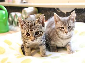 Eddi und Kalli geh&ouml;ren zu den zahmen Katzenkindern, die sich auf ein neues Zuhause freuen.  Fotos: Thomas Malz