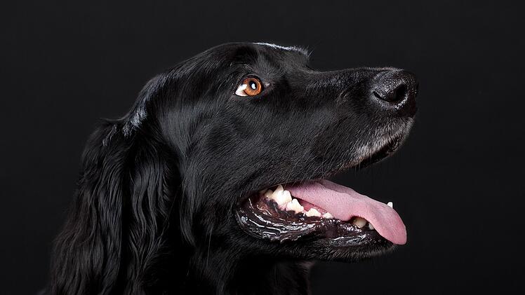 Ein liebestoller Hund sorgte in der Nacht auf Ostermontag für einen Polizeieinsatz