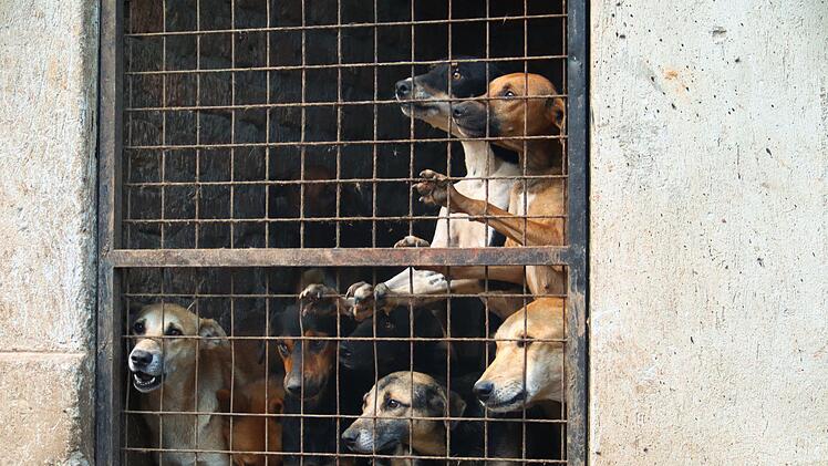 Missbrauchte Hunde in Uganda