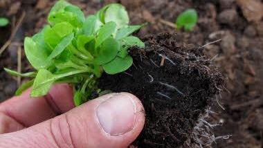 Symbolbild einer Feldsalatjungpflanze (Foto: Thomas Neder)