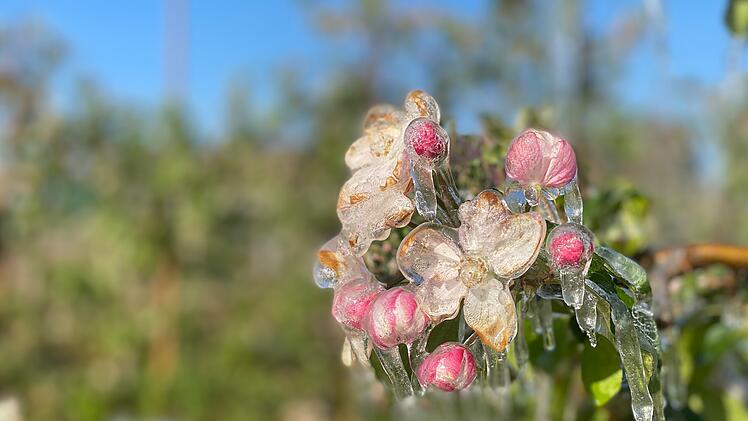 Obst-Bauer erlebt böse Überraschung - "das ist nicht normal"