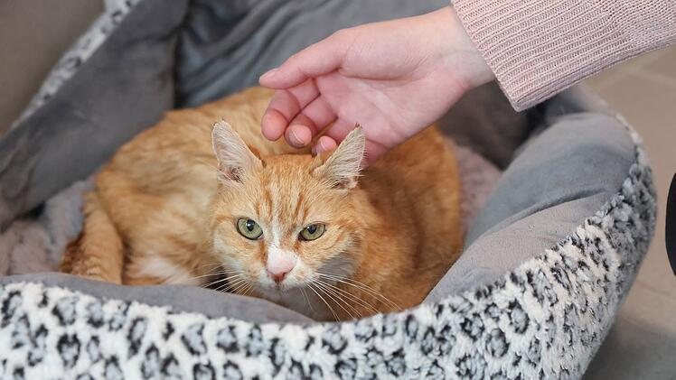 Katzenstreichler im Tierheim