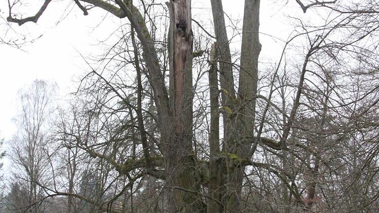 Ob die Linde unweit vom Spielplatz überleben kann, wissen die Baumfachleute noch nicht. Zunächst soll sie zurückgeschnitten werden bis ins gesunde Holz. Schlimmstenfalls fällt sie ganz