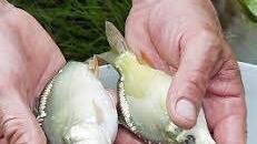 Eineinhalb Jahre alt sind diese K2.