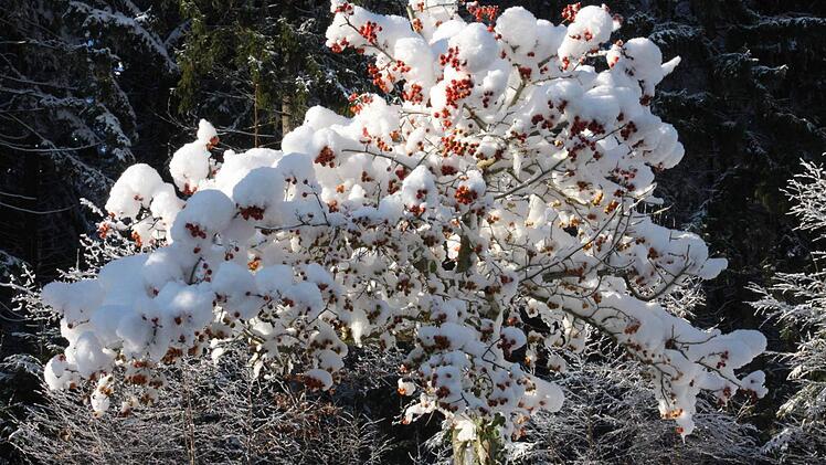 Ein Mantel aus Schnee. Foto: Franz Galster
