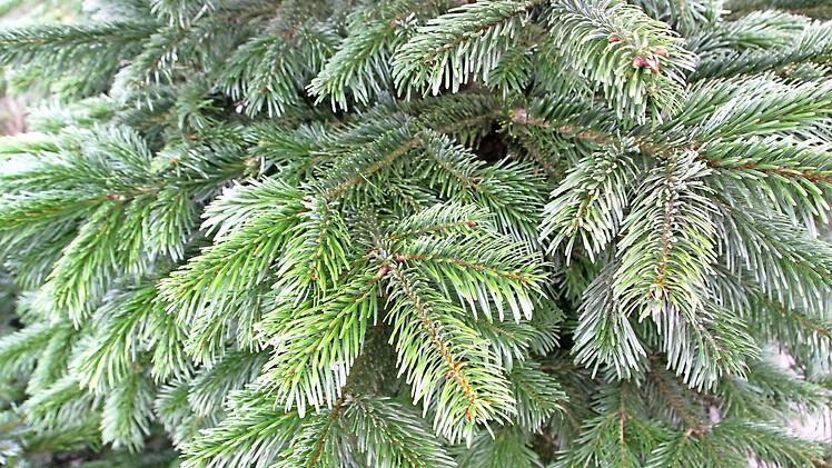 Sattes Grün, wie es die Franken zu Weihnachten lieben. Die Bäume sollten symmetrisch gewachsen sein, die satt grünen Zweige in geringem Abstand zueinander stehen. Fotos: Matthias Einwag