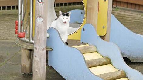 Frech schaut die Katze bei den Jubiläumsvorbereitungen zu: "Schon vor vierzig Jahren kam immer eine Katze in den Kindergarten", erinnert sich Anja Maier noch.