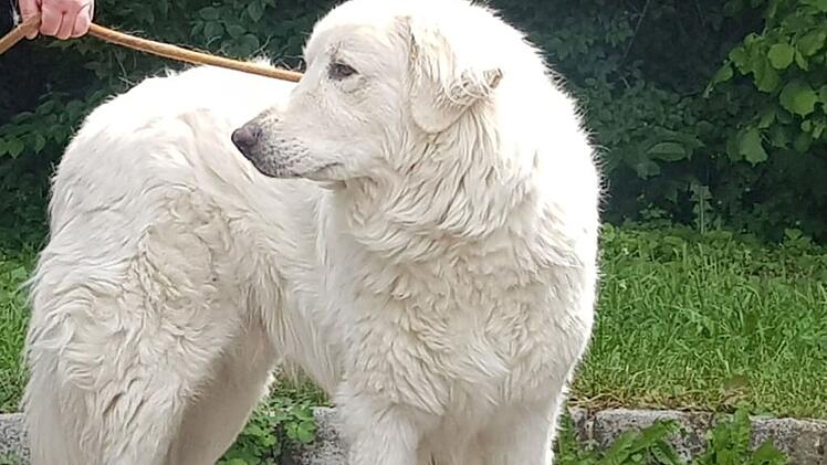 Tierheim Bayreuth: Hund an Raststätte auf A9 gefunden - Herdenschutzhund an Autobahn aufgetaucht