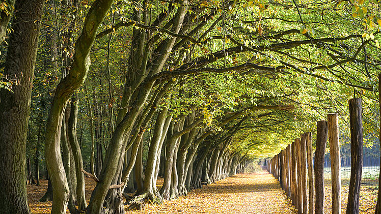 Deutschlands beliebteste W&auml;lder - Platz 4: Niendorfer Gehege