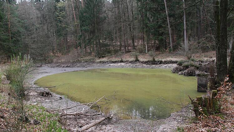 Der Hohe-Wurzel-Teich im Staatswald in der Gemarkung Hallerndorf ist einer von fünf Weihern, die jetzt renaturiert werden. Er soll einmal so ausschauen wie der Schwarze Weiher. Foto: Mathias Erlwein