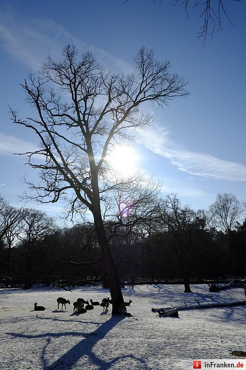 Tiergarten Nürnberg im Winter