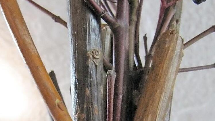 Die Aufsteller und der Hartriegel werden an der Spitze der Pyramide gewickelt