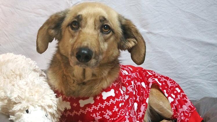 Der vier Jahre alte Mischlingsrüde Tico sucht einfühlsame Menschen. Foto: Tierheim Kronach
