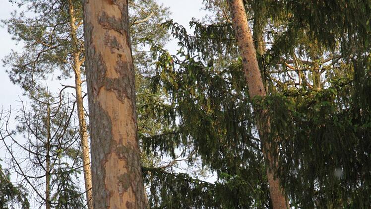 Eine Kiefer, die der Blaue Kiefernprachtkäfer befallen hatte. Die Rinde geht ab, der Baum wird dürr.   Foto: Mathias Erlwein