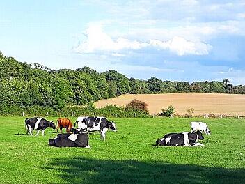 Im Landkreis Bad Kissingen wurde das Blauzungensperrgebiet aufgehoben.