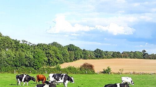 Im Landkreis Bad Kissingen wurde das Blauzungensperrgebiet aufgehoben.