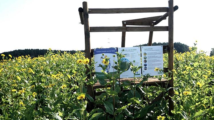 An einem Hochsitz, der einen Blick über das Feld bietet, finden sich auch Informationen über die Pflanze.    Foto: Richard Sänger