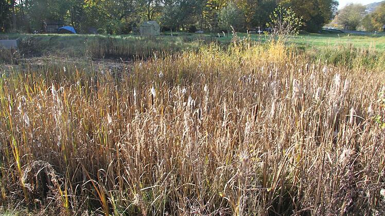 as Regenrückhaltebecken ist von Schilf überwuchert. Foto: Sonja Adam