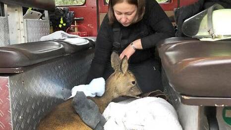 Nach dem Schrecken durften die Rehe erst einmal neue Kraft tanken.