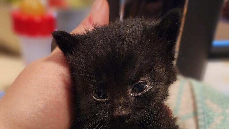 Kitten "William"
