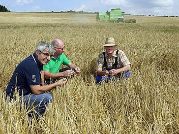 Derzeit läuft die Getreideernte im Landkreis Coburg auf Hochtouren. Hans Rebelein, Gerhard Ehrlich und Jan Schrijer   setzen darauf, dass ein paar trockene Tage die Saison noch einigermaßen retten können. Foto: Berthold Köhler