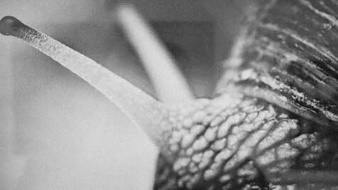 Sabine Schulz fotografierte diese Schnecke mit dem Makro-Objektiv.