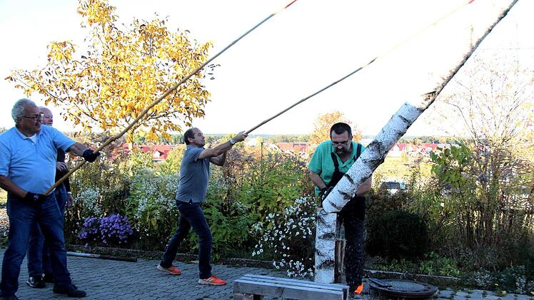 Der Maibaum wird gefällt und dem Kachelofen im Vereinsheim zugeführt. Foto: Richard Sänger