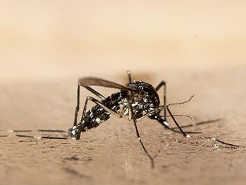 Gefährliches Tigermücken-Virus breitet sich in China aus - WHO mit dringender Warnung