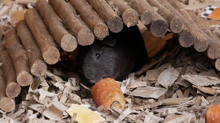 Das Meerschweinchen knabbert an einer Möhre. Foto: Manja von Nida