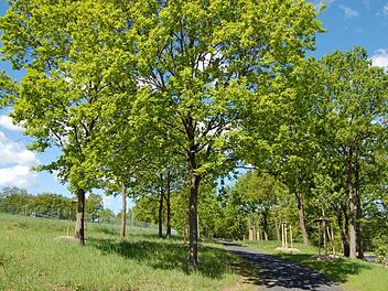 Sehr schön angelegt ist der neue Teil des Seußlinger Friedhofs, auf dem ein Waldfriedhof alternative Bestattungsmöglichkeiten unter Friedbäumen bietet.Andrea Spörlein