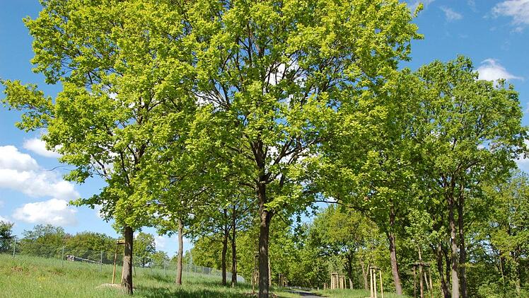 Sehr schön angelegt ist der neue Teil des Seußlinger Friedhofs, auf dem ein Waldfriedhof alternative Bestattungsmöglichkeiten unter Friedbäumen bietet.Andrea Spörlein