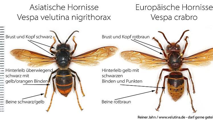 Landkreis Bad Kissingen: Vorsicht vor Asiatischen Hornissen - Naturschutzbehörde informiert über Merkmale
