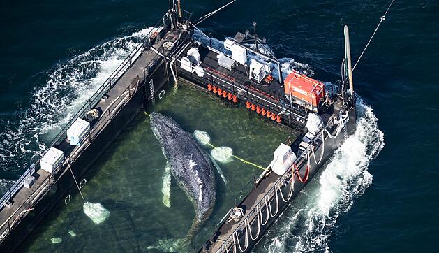 Weitere Entwicklung zum Buckelwal in der Ostsee