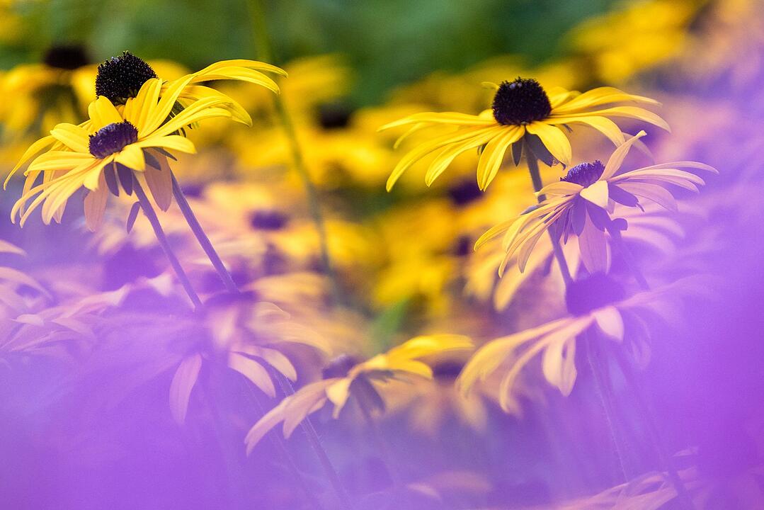 Sp&auml;tsommer im F&uuml;rst-P&uuml;ckler-Park Bad Muskau