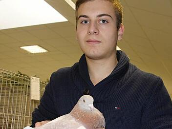 "Wenn meine Tiere da erfolgreich sind, ist es für mich immer wieder Ansporn auf weitere Zuchterfolge hinzuarbeiten", sagt Julian Aman, der hier eine seiner Tauben, "Texaner kennfarbig" in Händen hält. Foto: Helmut Will
